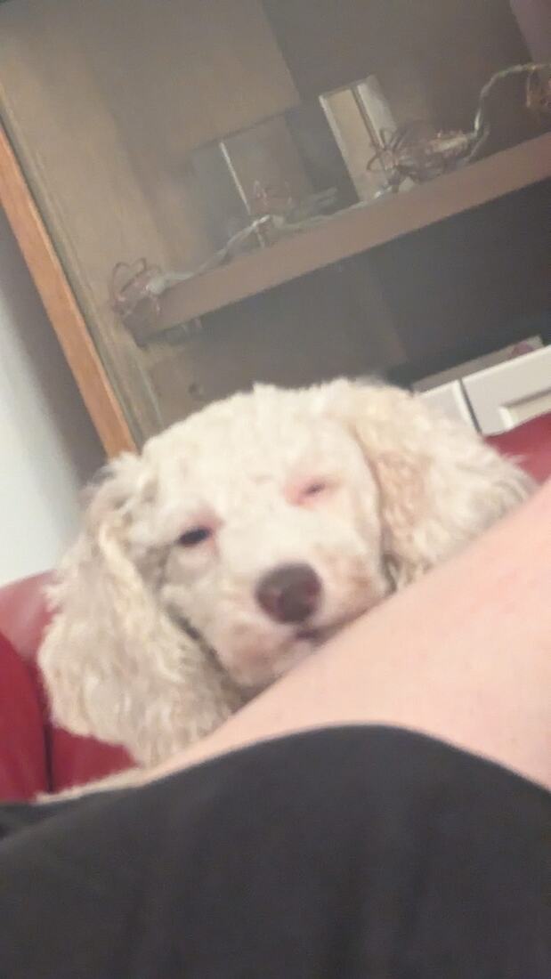Lexie asleep with her chin resting on a person’s knee, eyes closed.