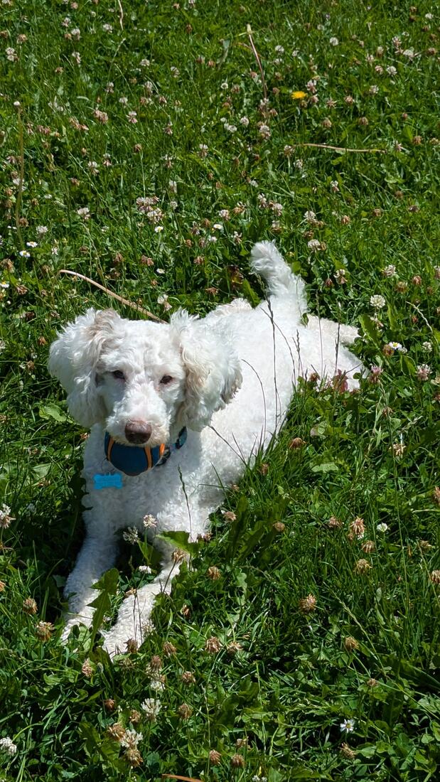 Lexie lying at full stretch in long grass full of white clover and daisies, in bright sun.