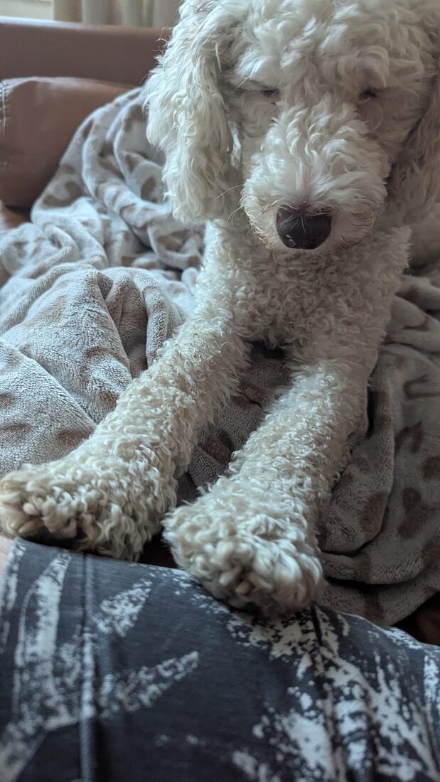 Lexie resting her two long front legs across a person’s lap, under a soft blanket.