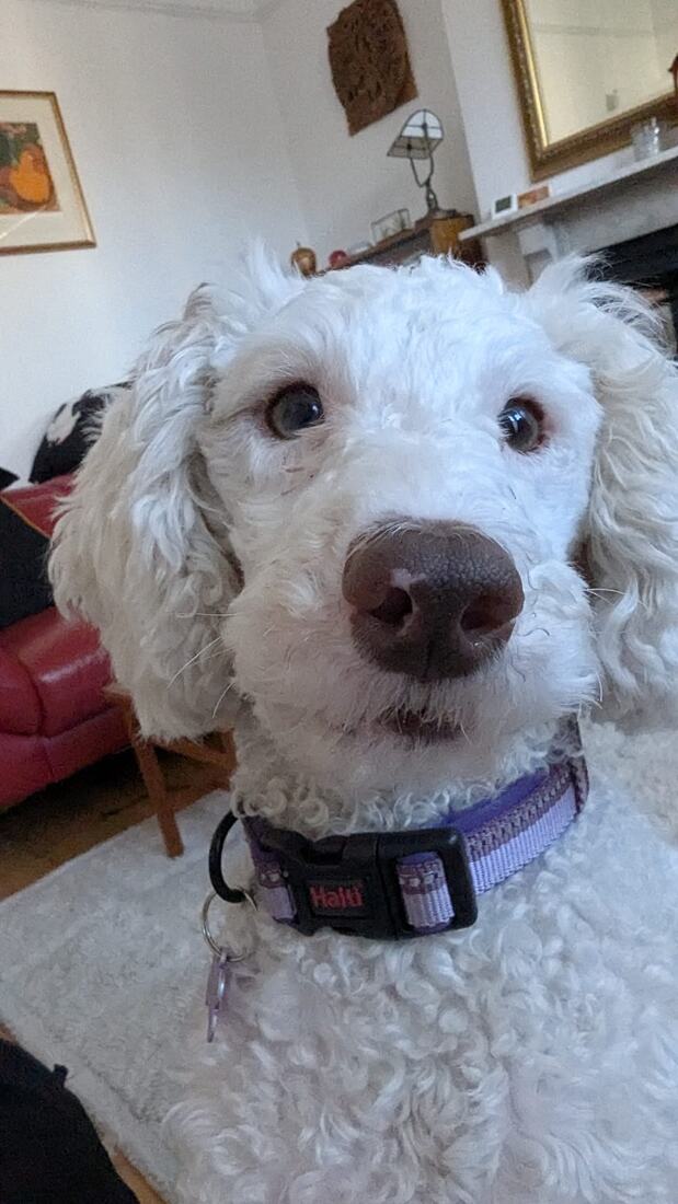 Lexie, a white standard poodle with a liver-brown nose and amber eyes, wearing a lavender collar.