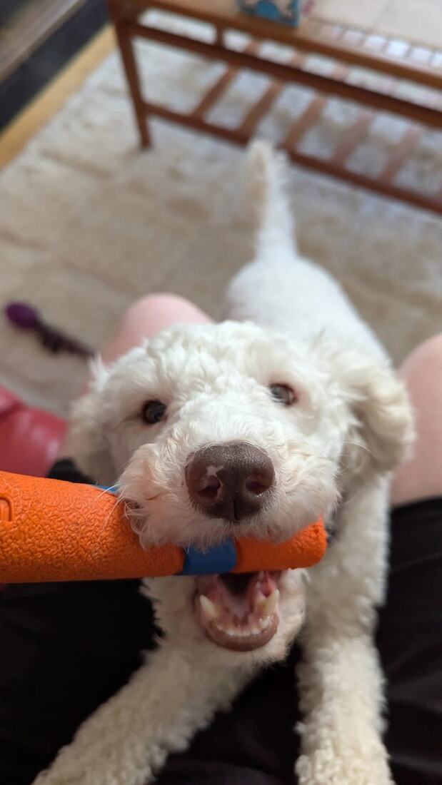 Lexie gripping an orange and blue rubber stick toy, tail up, mid tug of war.