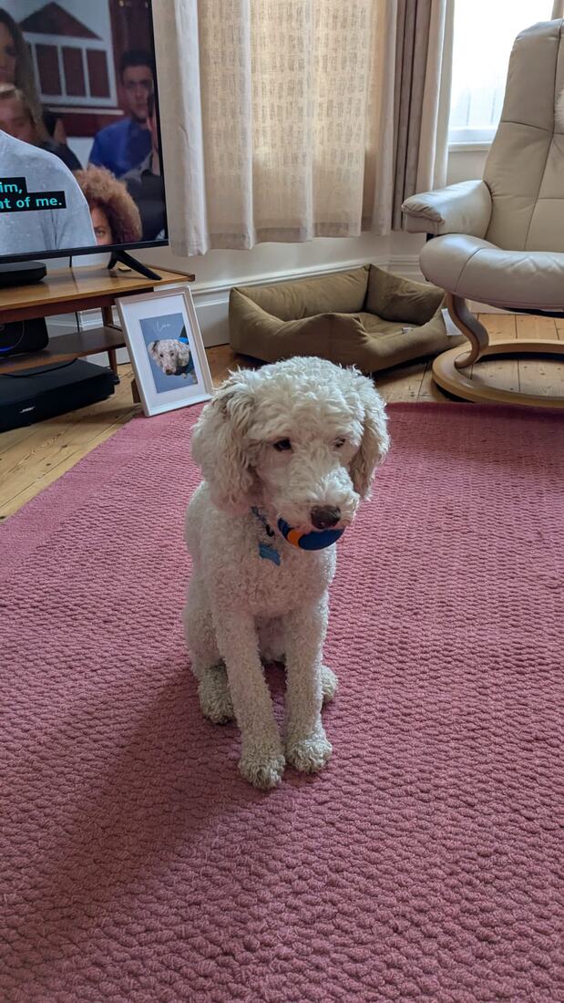 Lexie sitting on a pink rug holding a navy and orange ball, with a framed portrait of herself on the floor behind.