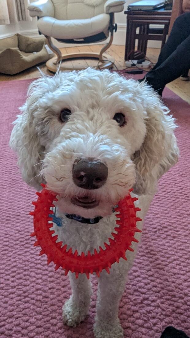 Lexie standing on a pink rug with a red spiked rubber ring hooked over her muzzle.