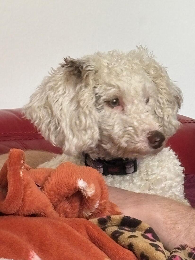 Lexie resting on a red leather sofa beside an orange blanket, ears lit from the side.