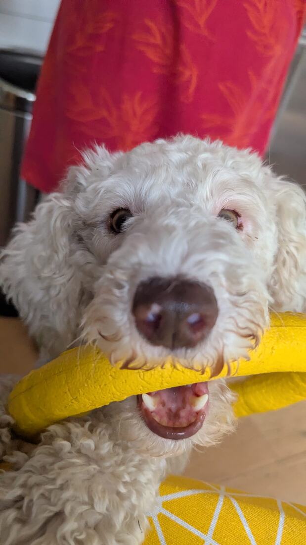 Close-up of Lexie grinning with a bright yellow rubber ring toy held in her mouth.